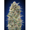 California KushCalifornia Kush