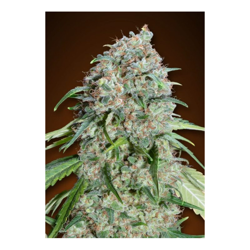 Chocolate Skunk