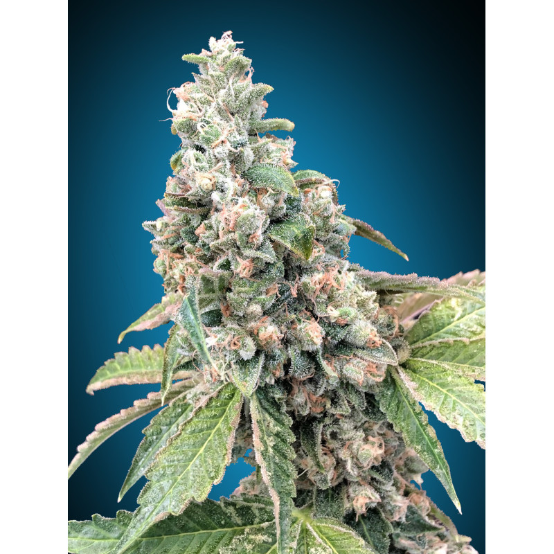 Harlequin CBD
