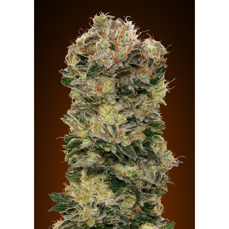 Sweet Somango Auto