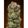 Sweet Somango Auto