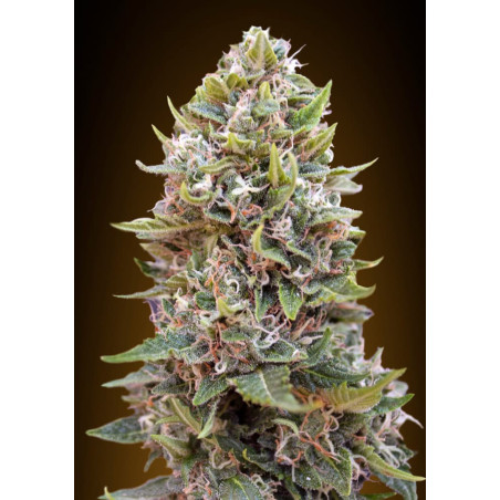 Cheese Berry Auto