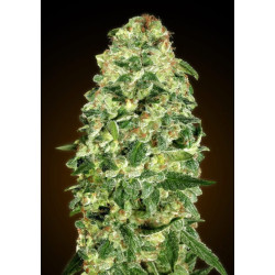 California Kush Auto