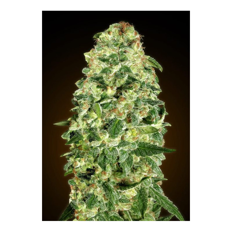California Kush Auto