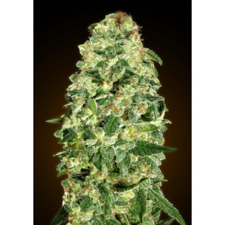 California Kush Auto