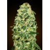 California Kush Auto