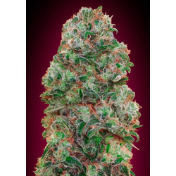 Bubble Gum XXL Auto