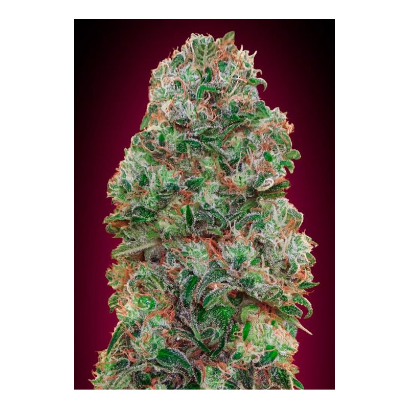 Bubble Gum XXL Auto