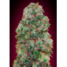 Bubble Gum XXL Auto