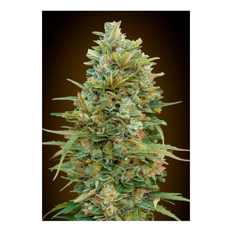 Do si Dos Cookies Auto