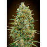 Do si Dos Cookies Auto