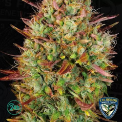 Mk Ultra Auto