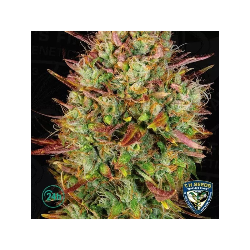 Mk Ultra Auto