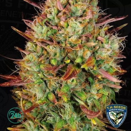 Mk Ultra Auto