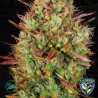 Mk Ultra Auto
