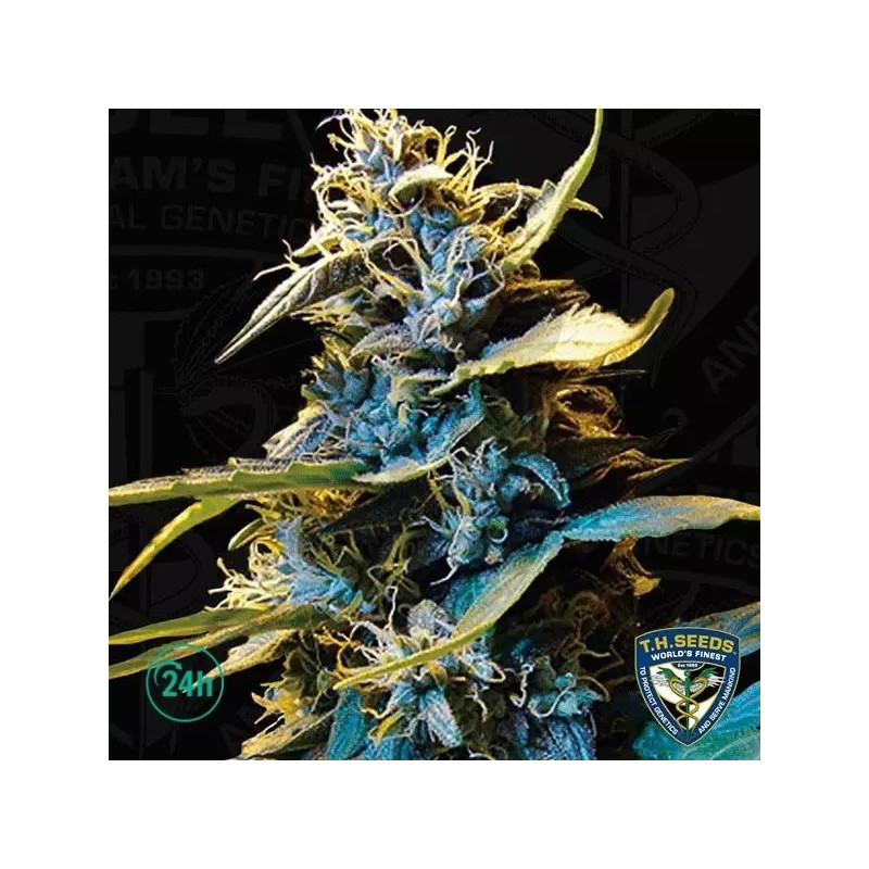 Northern Hog Auto
