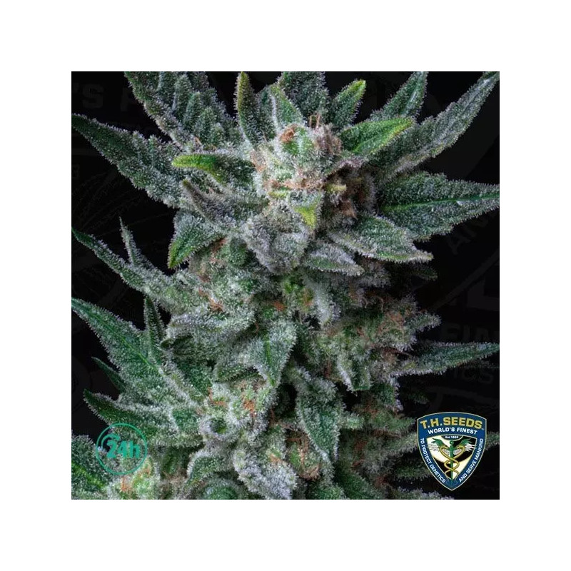 Bubblegum Auto