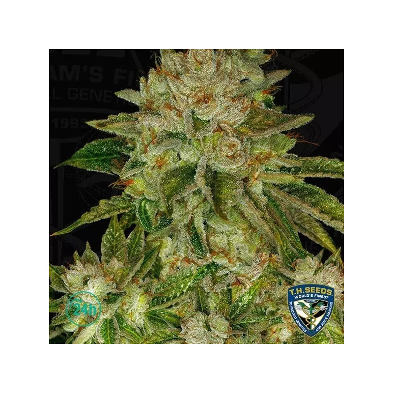 MK Ultra