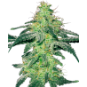 White Skunk