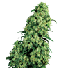Skunk n.1