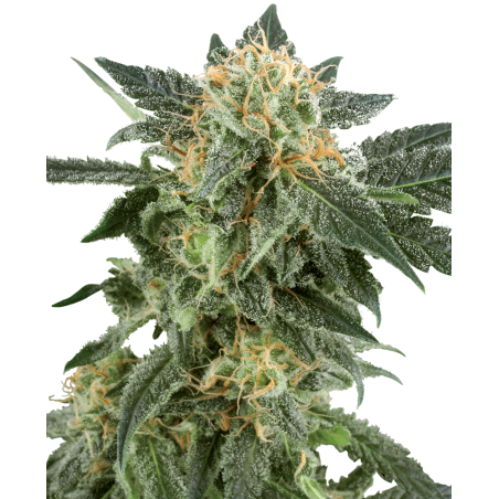Snow Rider Auto