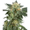 Snow Rider Auto