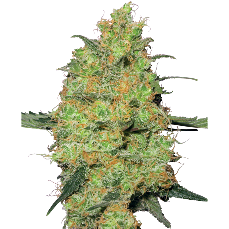 Master Kush
