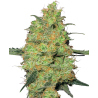 Master Kush