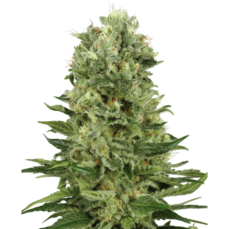 Skunk n.1 Auto