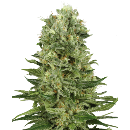 Skunk n.1 Auto