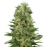 Skunk n.1 Auto
