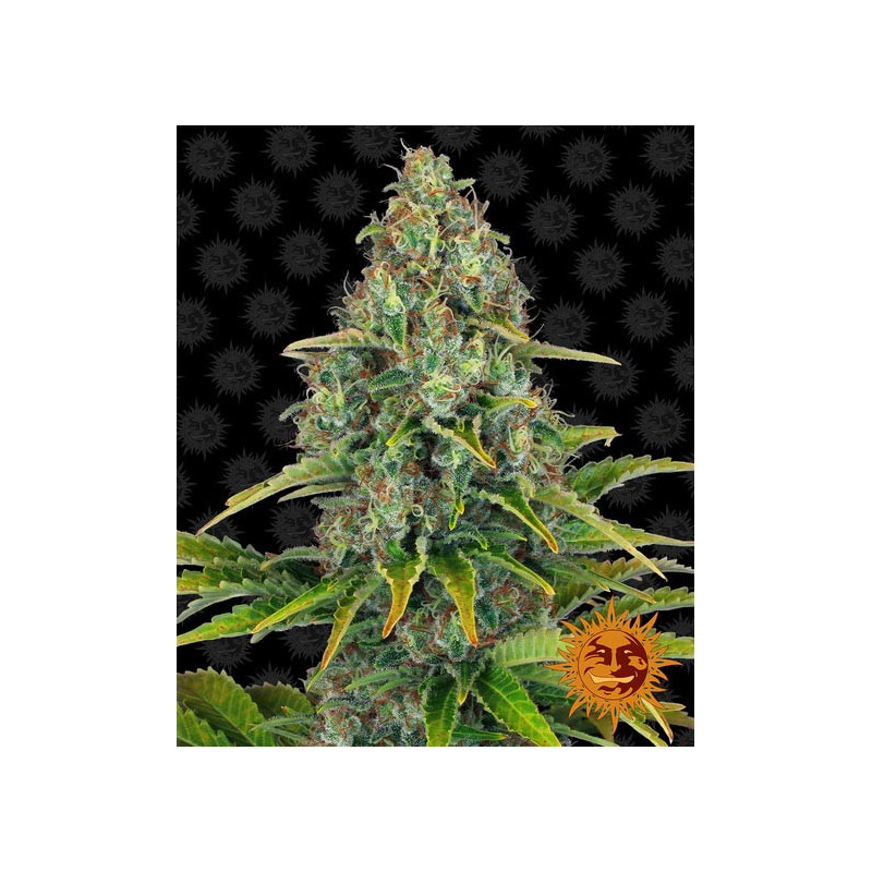 Blueberry Cheese Auto