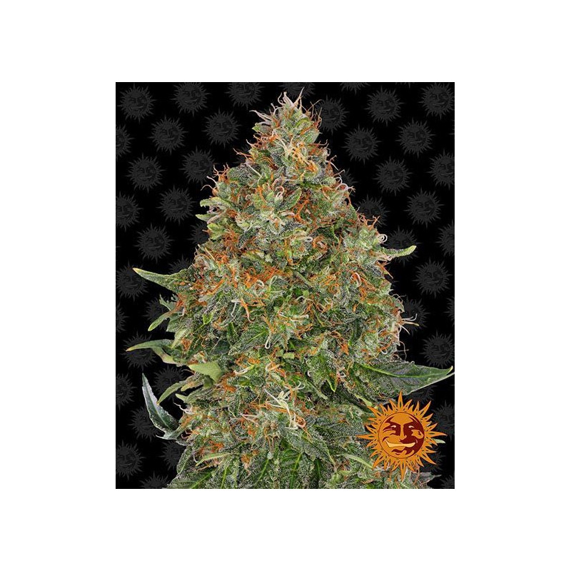 Pineapple Express Auto