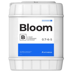 Bloom B Athena