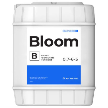 Bloom B Athena