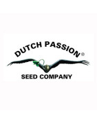 Dutch Passion Seeds
