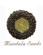 Mandala Seeds