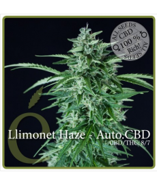 Llimonet Haze CBD Auto