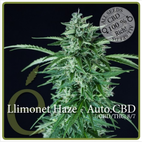 Llimonet Haze CBD Auto Llimonet Haze CBD Auto