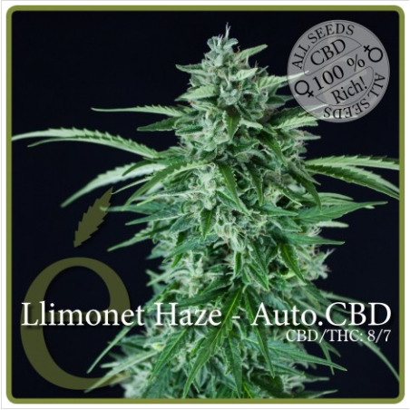 Llimonet Haze CBD Auto