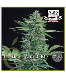 La Rica CBD Auto