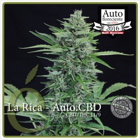 La Rica CBD Auto