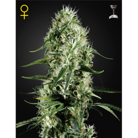 Super Silver Haze Super Silver Haze