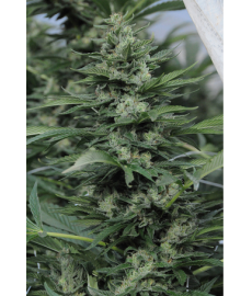 Sour Diesel 2 Regular
