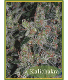 Kalichacra