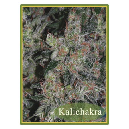 Kalichacra