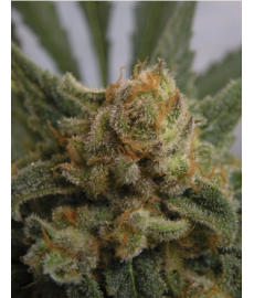 Grapegum