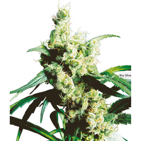 Silver Haze Regular Silver Haze Regular