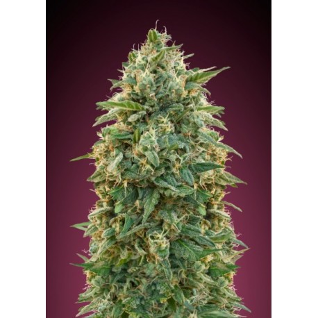 Amnesia Amnesia