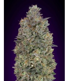 Critical Purple Kush